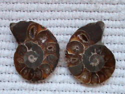 Fossil Ammonite Pair.