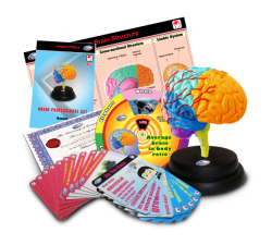 Stem Brain Professional Model Deluxe Set