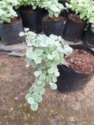 Helichrysum Petiolare 4 Litre Bag