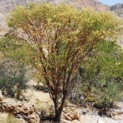 10 Acacia Montis-usti Seeds - Brandberg Acacia -beautiful Hardy Indigenous South African Native Tree