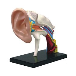 Famemaster 4D-VISION Human Ear Anatomy Model