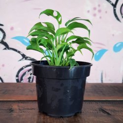MINI Monstera - Bushy - 13CM Nursery Pot Small Plant