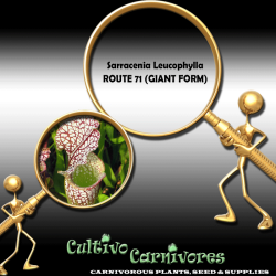 Sarracenia Leucophylla Route 71 Giant 10 Seeds Carnivorous Plants & Seeds Trumpet Pitcher