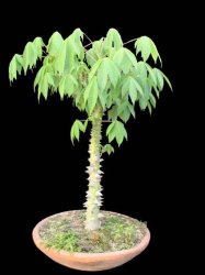 Seeds For Africa White Silk Cotton Tree Kapok Exotic Tree Bonsai Ceiba Pentandra 5 Seeds Reviews Online Pricecheck