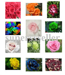 Rose Seeds Special 12 Colouers - 10 Seeds Of Each Colour Only R75