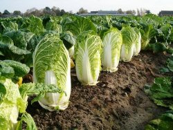 Chihilli - Japaneses Cabbage - 10 Seeds
