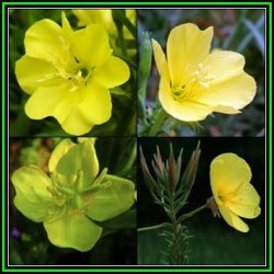 Oenothera Biennis - Evening Primrose - 500 Seed Pack - Biennial Edible Medicinal Herb - New