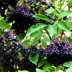 100 Black Elderberry European Elderberry Seeds - Sambucus Nigra Edible Fruit Tree Seeds