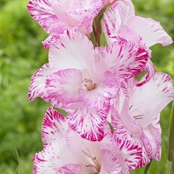 BULBS Gladiolus My Love 10 Summer Flowering Perennial