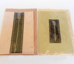 Lavender Film Gift Card & Envelope - Earth Card pink Env