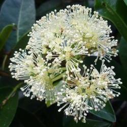10 Hydrangea Serratifolia Seeds - Hardy Climber Vine From Chile + Get Free Seeds With All Orders