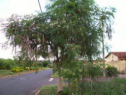 Moringa Oleifera - Tree - Medicinal - Seeds - 5 Seeds