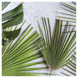 Palm Leaves Green Leaves On White Square Coaster