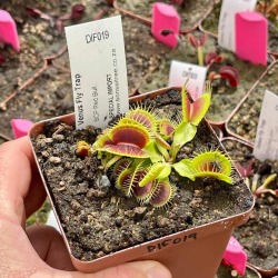 Venus Fly Trap 'bcp Red Bull.' Special Import. - Dormant Plant. 12CM Plastic Container.
