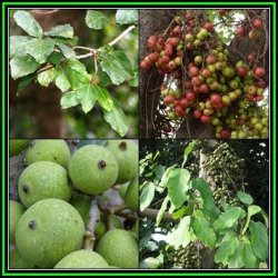 Ficus Sur Broom Cluster Fig Tree - 50 Seed Pack - Magical Indigenous Evergreen Edible Fruits - New