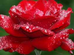 Blood Red Rose Seeds Packet Of 10 Seeds