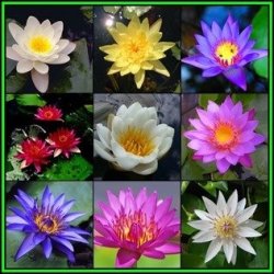 100 Water Lily Seeds - Mixed Species Varieties And Colours - Nymphaea Egyptian Lotuses - Bulk New