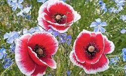 Poppies - Red & White Poppy Flower Seeds