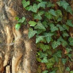 10 English Ivy - Hedera Helix Seeds - Creeper Climber Groundcover