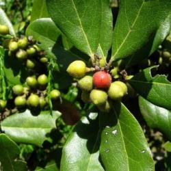 10 Euclea Natalensis Seeds - Natal Guarri Natal Ebony - Indigenous Tree
