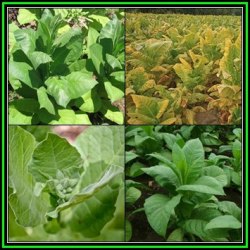 Cultivated Smoking Tobacco - Nicotiana Tabacum - 100 Bulk Seed Pack - New - Perennial