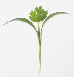 Coriander - Microgreen Seeds - 1kg