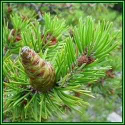 Pinus Banksiana - 10 Seeds - Jack Pine Tree Or Shrub New