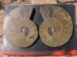 Xl Large Ammonite Fosil Pair. About 120 Million Years Old