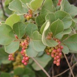 10 Searsia Pyroides Seeds - Buy Seeds From Africa - Shrub Tree Indigenous To South Africa