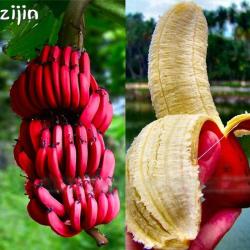 50PCS RED Banana Bonsai Rare Hainan Banana Tree Delicious Fruit - Import  Product 10 - 60 Days Prices | Shop Deals Online | PriceCheck