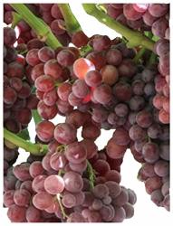 Homegrown Grape Seeds 20 Seeds Tickled Pink Grape Cold Hardy