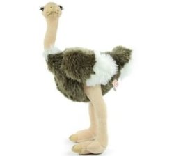 Ola The Ostrich