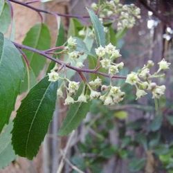 10 Noltea Africana Seeds Soap Dogwood - Indigenous South African Native Evergreen Tree