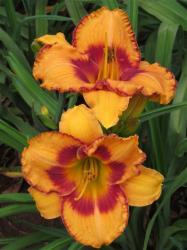Daylily Plants: 'all Fired Up' - Brilliant Orange With Ruffled Red Edge & Eye Zone Limited