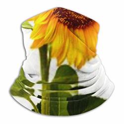 Microfiber Neck Warmer- Neck Gaiter Tube Ear Warmer Headband & Face Mask. Flower Sunflower Behind Isolated On White Ultimate Thermal Retention Versatility & Style.