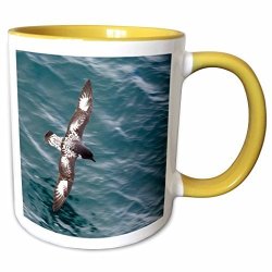 3DROSE Danita Delimont - Birds - Sea Bird Of Cape Petrel ANTARCTICA-AN02 MDE0049 - Michael Defreitas - 11OZ Two-tone Yellow Mug MUG_70339_8