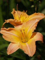 Daylily Plants: 'magnifique' - Soft Apricot With Broad Yellow Throat - Reblooming