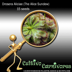 Drosera Aliciae 15 Seeds Carnivorous Plants & Seeds Sundew