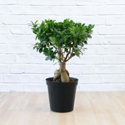 Ficus Ginseng - 25CM Nursery Pot