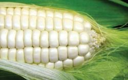 Seeds For Africa Border King Open Pollinated White Maize Corn - Zea Mays - Vegetable - 25 Seeds - Default