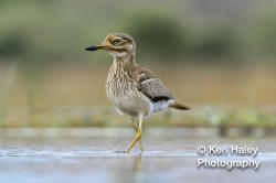 Photography Print - Water Thick-knee On Photographic Paper