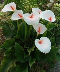 Zantedeschia Aethiopica - Indigenous Bulb - 10 Seeds - Arum Lily - Default