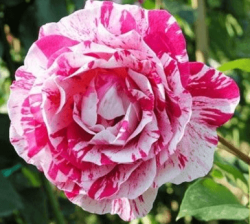 Pink Dragon Rose 10 Seeds Per Packet