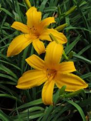 Daylily Plants: Silent World - Huge Glowing Turmeric Yellow Flowers. Late Season Flowering.