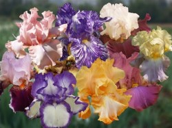 Daylily Plants: Iris Combo - 50 High Quality Different Bearded Iris Plants - Only R23.80 Per Plant