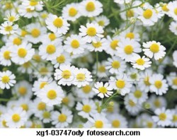 Chamomile Seeds - German Chamomile Approx. 1 G Of Seeds