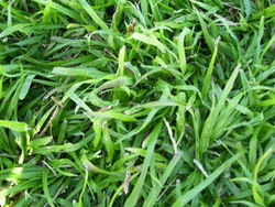 Seeds For Africa Lm Berea Lawn Grass Seed - Lm Berea - 30 Grams - 10m2