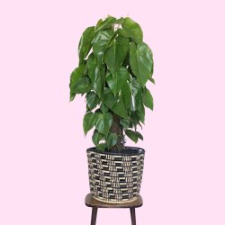Heart Leaf Philodendron - Moss Pole - Extra Large - In Queen Ilala Basket