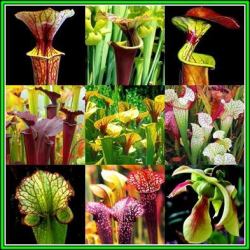 10 Mixed Pitcher Plant Seeds - Carnivorous Sarracenia Mixed Species Varieties And Hybrids Seeds