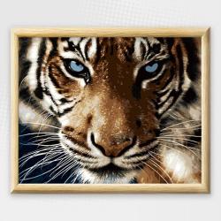 Adult Paint By Numbers With Frame - Tiger